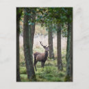 Suche nach wald postkarten Wild