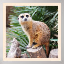 Suche nach meerkats poster Weihnachten