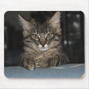 Suche nach mürrisch mousepads Kätzchen