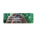Suche nach orang utan Primat