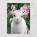 Suche nach baby goat poster Natur