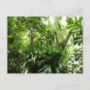 Suche nach tropischer regenwald postkarten Natur