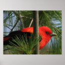 Suche nach seltene vögel poster Vogel