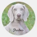 Suche nach weimaraner aufkleber Tier