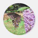 Suche nach insekten magnete Entomologie