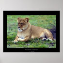 Suche nach lioness poster Foto