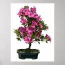 Suche nach bonsai poster Blume