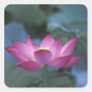 Suche nach lotusblüte aufkleber Rosa