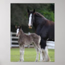 Suche nach shire horse poster Stehend