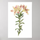 Suche nach peruanische poster Blume