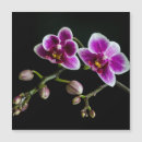 Suche nach orchidee magnete Rot