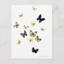 Suche nach weißer schmetterling postkarten Schmetterlinge