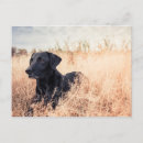 Suche nach schwarzer hund postkarten Im freien