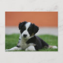 Suche nach 6 wochen postkarten Hund