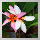 Suche nach hawaiisch poster Blume