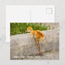 Suche nach lustiger vogel postkarten Wildtiere
