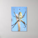 Suche nach spinne leinwandbilder Web