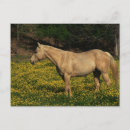 Suche nach palomino postkarten Weide