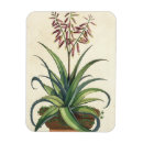 Suche nach aloe magnete Botanisch