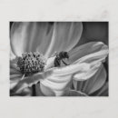 Suche nach cosmo blume Foto