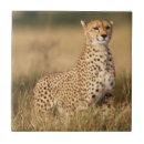 Suche nach geparde fliesen Farbbild