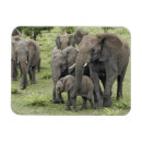 Suche nach afrikanischer elefant magnete Tansania