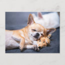 Suche nach niedlicher chihuahua postkarten Tier