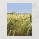 Suche nach landwirtschaft postkarten Nahrung