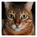 Suche nach bengalische poster Kätzchen