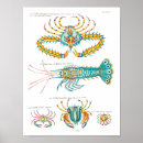 Suche nach garnelen poster Strand