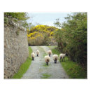 Suche nach irland schaf poster Schafe