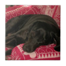 Suche nach dog fliesen Niedlich