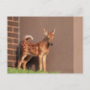 Suche nach faun poster Tier