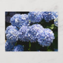 Suche nach hortensia poster Natur