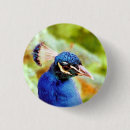 Suche nach blauer pfau buttons Vögel