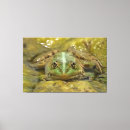 Suche nach frösche leinwandbilder Toad