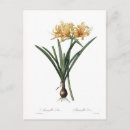 Suche nach amaryllis postkarten Antiquarisch