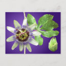 Suche nach passionsblume poster Leidenschaft