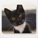 Suche nach kätzchen mousepads Fokus auf vordergrund