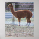 Suche nach alpaca poster Tiere