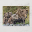 Suche nach kodiak bär poster Wild lebende tiere