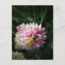 Suche nach honigbienen postkarten Natur