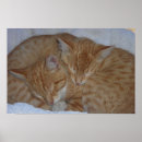 Suche nach entspannte katze poster Kätzchen