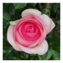 Suche nach glänzend poster Rosa