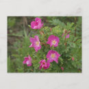 Suche nach wilde rosen postkarten Wildblume