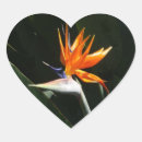 Suche nach tropischer vogel aufkleber Paradiesvogel