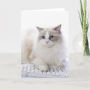 Suche nach ragdoll katze karten Katzenartig