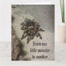 Suche nach tarantula karten Spinne
