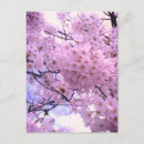 Suche nach rosa kirschblüten postkarten Sakura