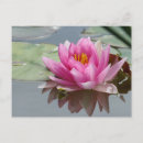 Suche nach wasserlilien postkarten Blume